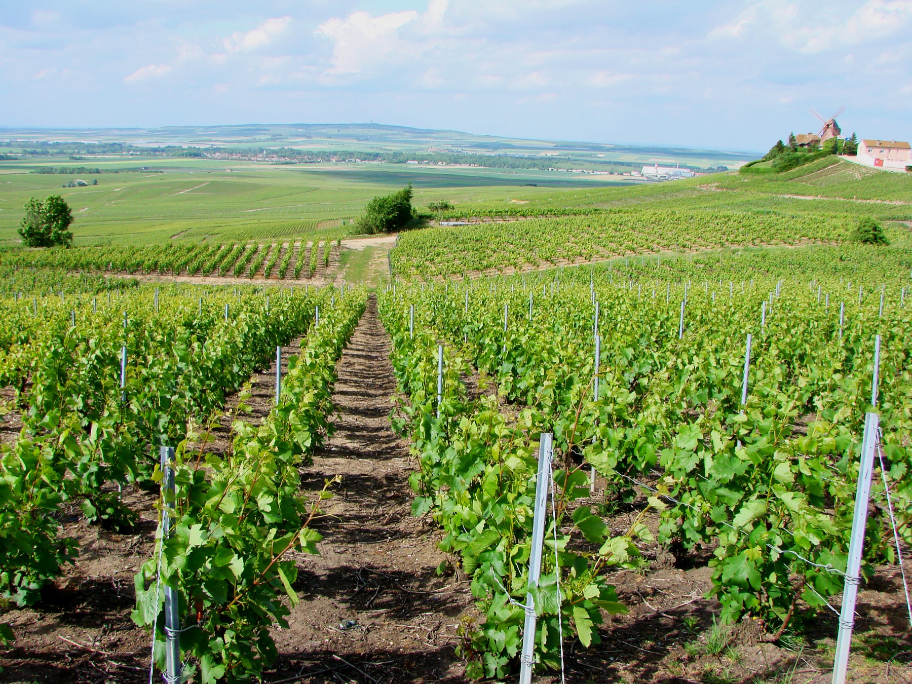 Montagne de Reims in the Champagne region